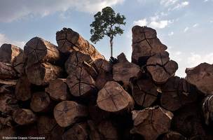 Desmatamento da Amazônia aumentou 15% no acumulado em 12 meses, diz instituto (Foto: -)