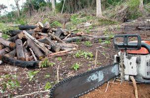 Desmatamento na Amazônia é comandado por redes criminosas, diz ONG (Foto: -)