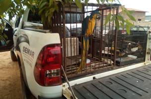Operação apreende animais silvestres em cativeiro no interior do Piauí (Foto: -)