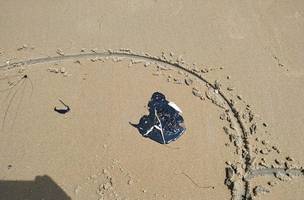 Marinha e Semar negam que animais tenham morrido por causa de óleo em praias (Foto: -)