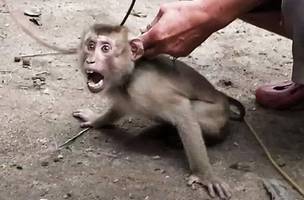 Macacos filhotes são escravizados e forçados a colher até mil cocos por dia (Foto: -)
