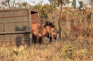 Escolhido para cédula de R$ 200, lobo-guará sofre ameaça de extinção (Foto: -)