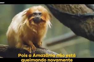 Salles posta vídeo com imagem da Mata Atlântica para negar incêndios (Foto: -)