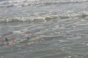 "Não existe ameaça grave", diz Semar sobre presença de tubarões no litoral (Foto: -)