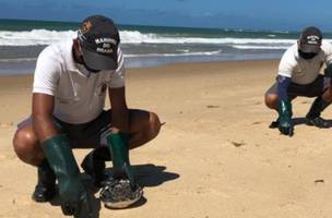 Tragédia em andamento: após 1 ano, óleo segue matando vida marinha na costa (Foto: -)