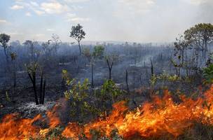 Pantanal pode levar até 50 anos para se recuperar de queimadas (Foto: -)