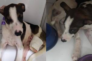 Cadelinha que teve pata decepada por jacaré é adotada por policial em Picos (Foto: -)