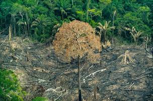 Desmatamento na Amazônia Legal diminui em novembro, segundo o Inpe (Foto: -)