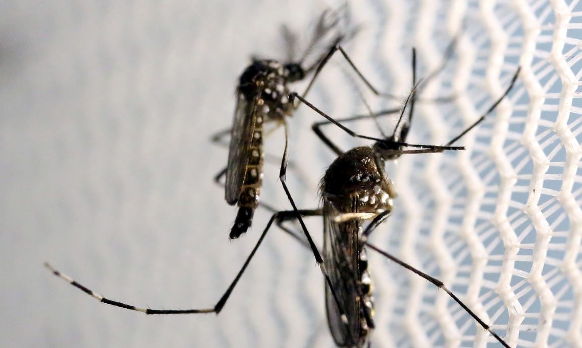 mosquito