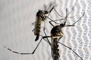 mosquito (Foto: campanha)