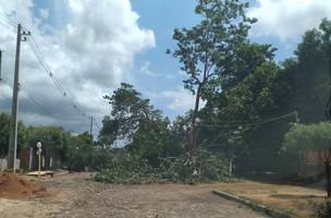 Árvores caídas em rua prejudicam trânsito na zona Sudeste de Teresina há cinco dias (Foto: -)