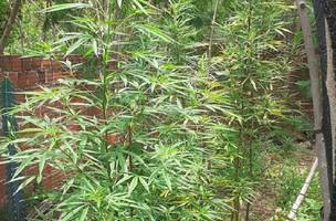Polícia descobre plantação de maconha em residência no interior do Piauí (Foto: -)