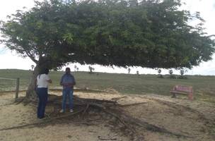'Árvore Penteada' é alvo de vandalismo e secretário pede punição de criminosos (Foto: -)