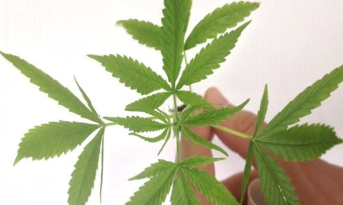 folha da maconha