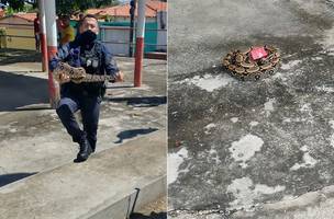 Jiboia de 1,5m é capturada por guardas em calçada de bar na zona Sul (Foto: -)