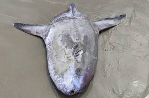 Peixe raro é encontrado em praia no Piauí e será estudado pela Universidade do Delta do Parnaíba (Foto: -)