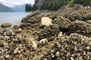 Onda de calor cozinha mariscos, mexilhões e outros moluscos vivos em praia do Canadá (Foto: -)