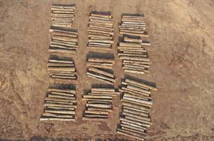 Grandes empresas pedem protagonismo do Brasil na agenda ambiental (Foto: -)