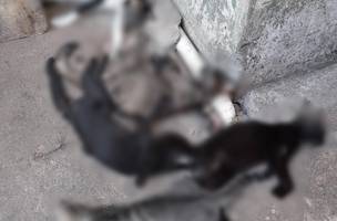 Apapi denuncia morte por envenenamento de cinco gatos em mercado público (Foto: -)