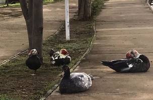Patos públicos existem e quem paga o pato é você (Foto: -)