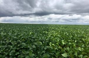 Conab projeta safra de soja de 3 milhões de toneladas no Piauí (Foto: -)