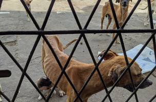Deputados aprovam lei que obriga agressor a pagar despesas de animais vítimas de maus-tratos (Foto: -)