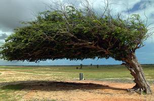 Lei que garante Árvore Penteada como patrimônio histórico ambiental é sancionada (Foto: -)