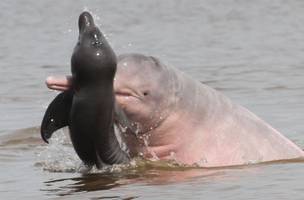Pesquisadores investigam comportamento agressivo de botos na Amazônia (Foto: -)