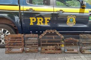 Cinco aves silvestres são resgatadas pela Polícia Rodoviária Federal às margens da BR 316 (Foto: -)
