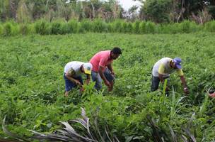 Governo Federal libera dinheiro do Garantia-Safra para agricultores de 70 municípios do Piauí (Foto: -)