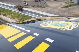 Jiboia é resgatada pela Polícia Rodoviária Federal às margens da BR 316 (Foto: -)