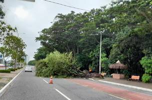 Árvore cai e bloqueia parte da Avenida Raul Lopes depois de forte chuva (Foto: -)