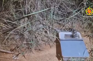 PMs confundem cobra píton com jiboia e soltam serpente exótica da Ásia em mata do DF (Foto: -)