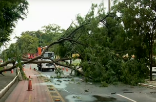 Árvore cai e bloqueia trecho da Avenida Marechal Castelo Branco (Foto: -)