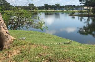 I Feira Ambiental da Semam, EcoThe oferece serviços à comunidade neste domingo (Foto: -)