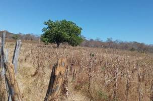 Prefeitura de Fartura do Piauí decreta situação de emergência por causa da seca (Foto: -)